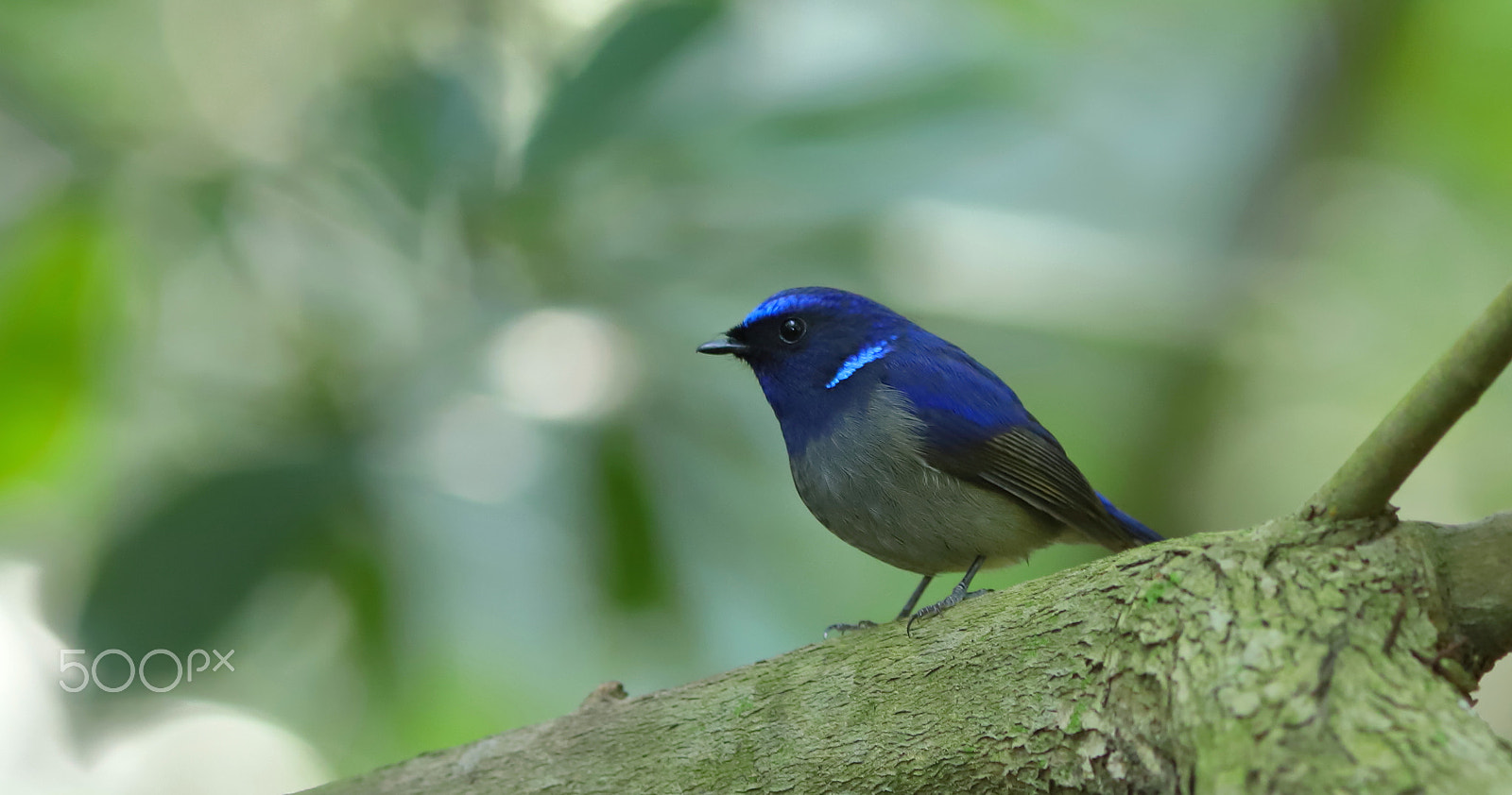 Canon EF 300mm F4L IS USM sample photo. 小仙鶲 small niltava photography