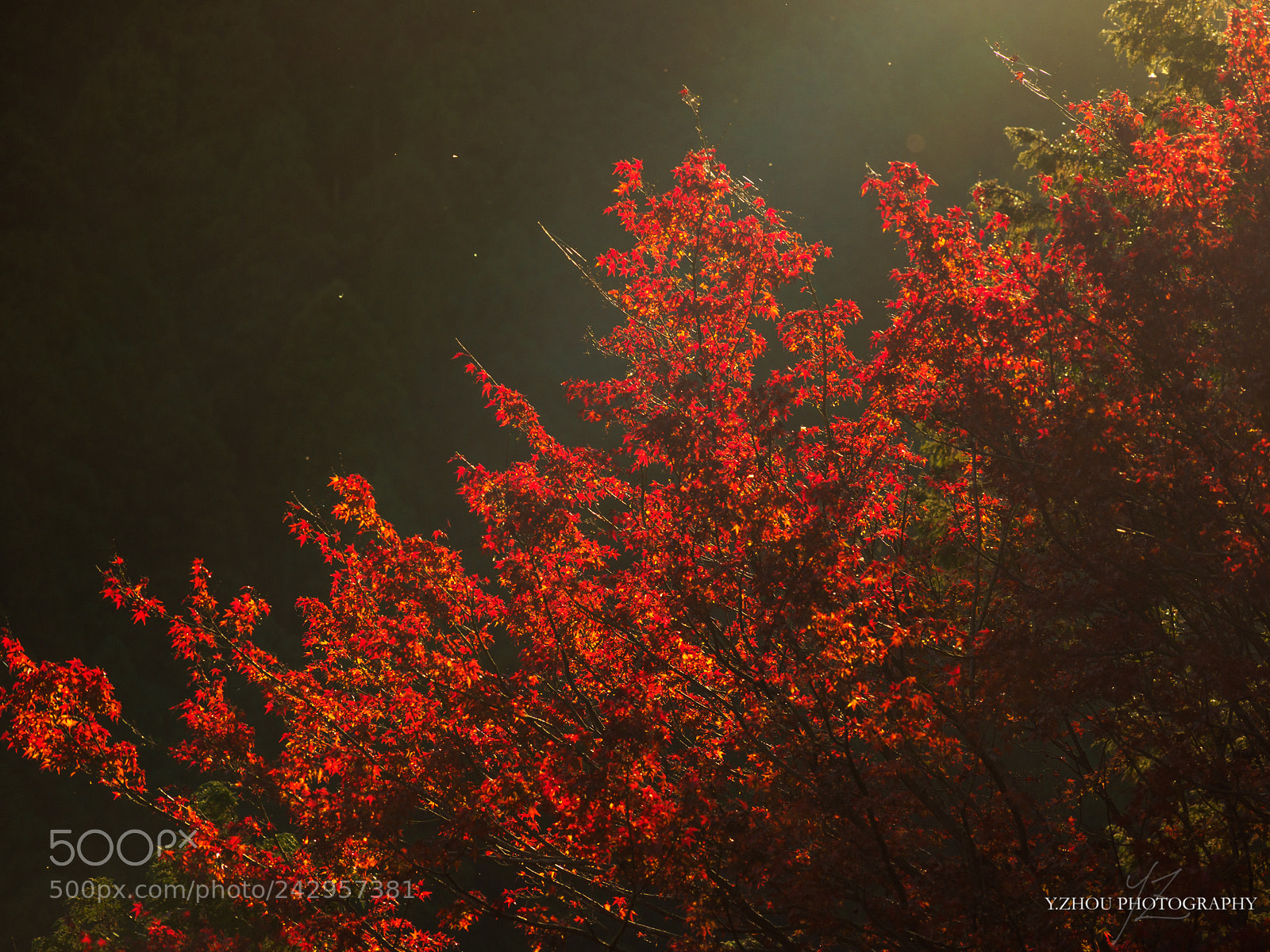 Olympus OM-D E-M1 Mark II sample photo. Burning red photography