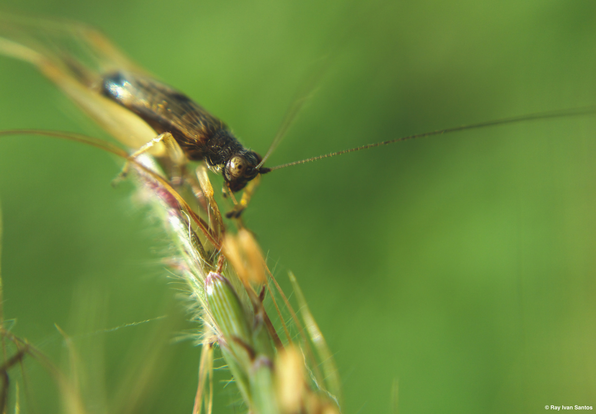 Nokia 808 PureView sample photo. Ronnie crickets photography