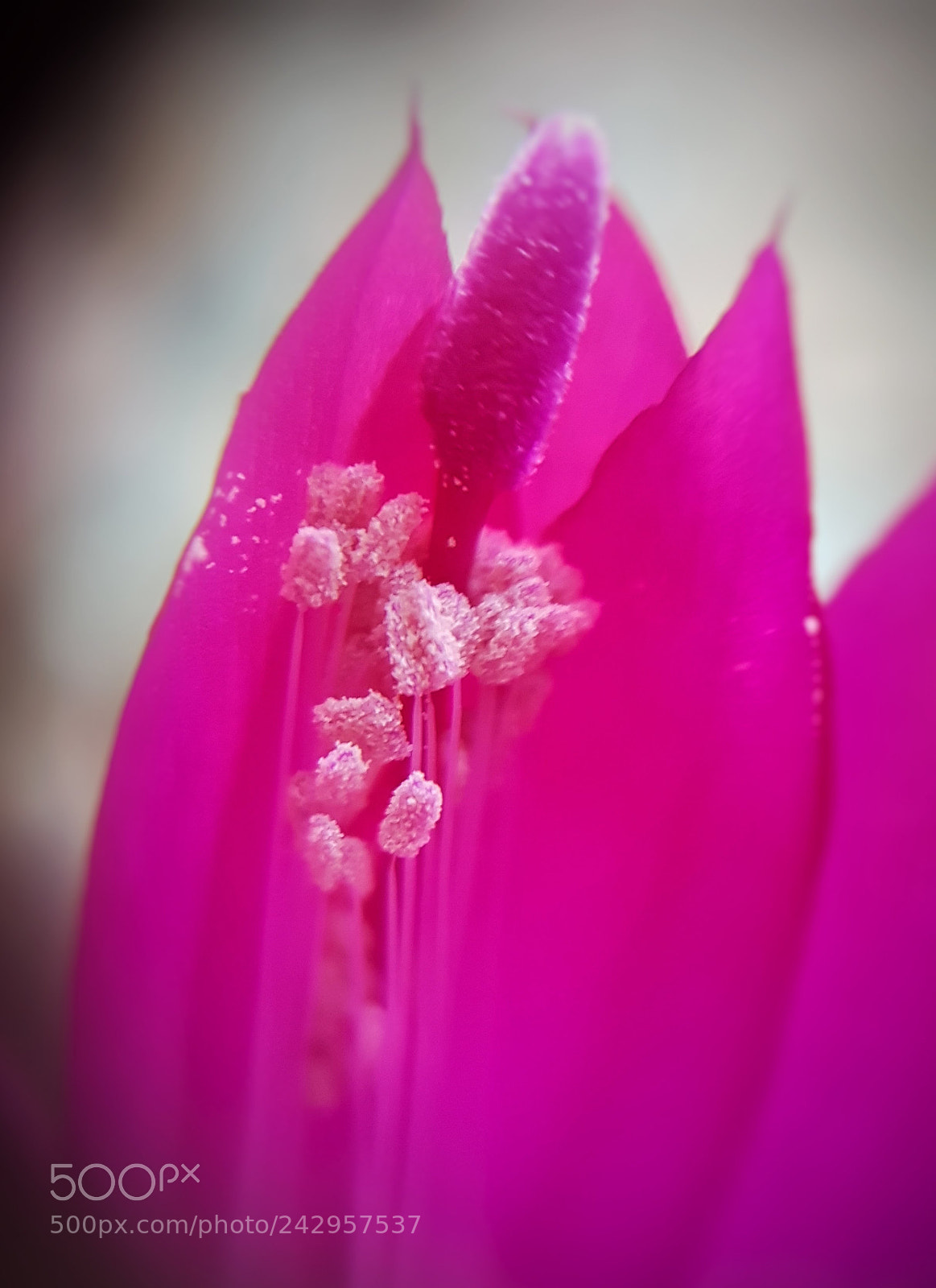Samsung Galaxy S7 sample photo. De color rosa photography