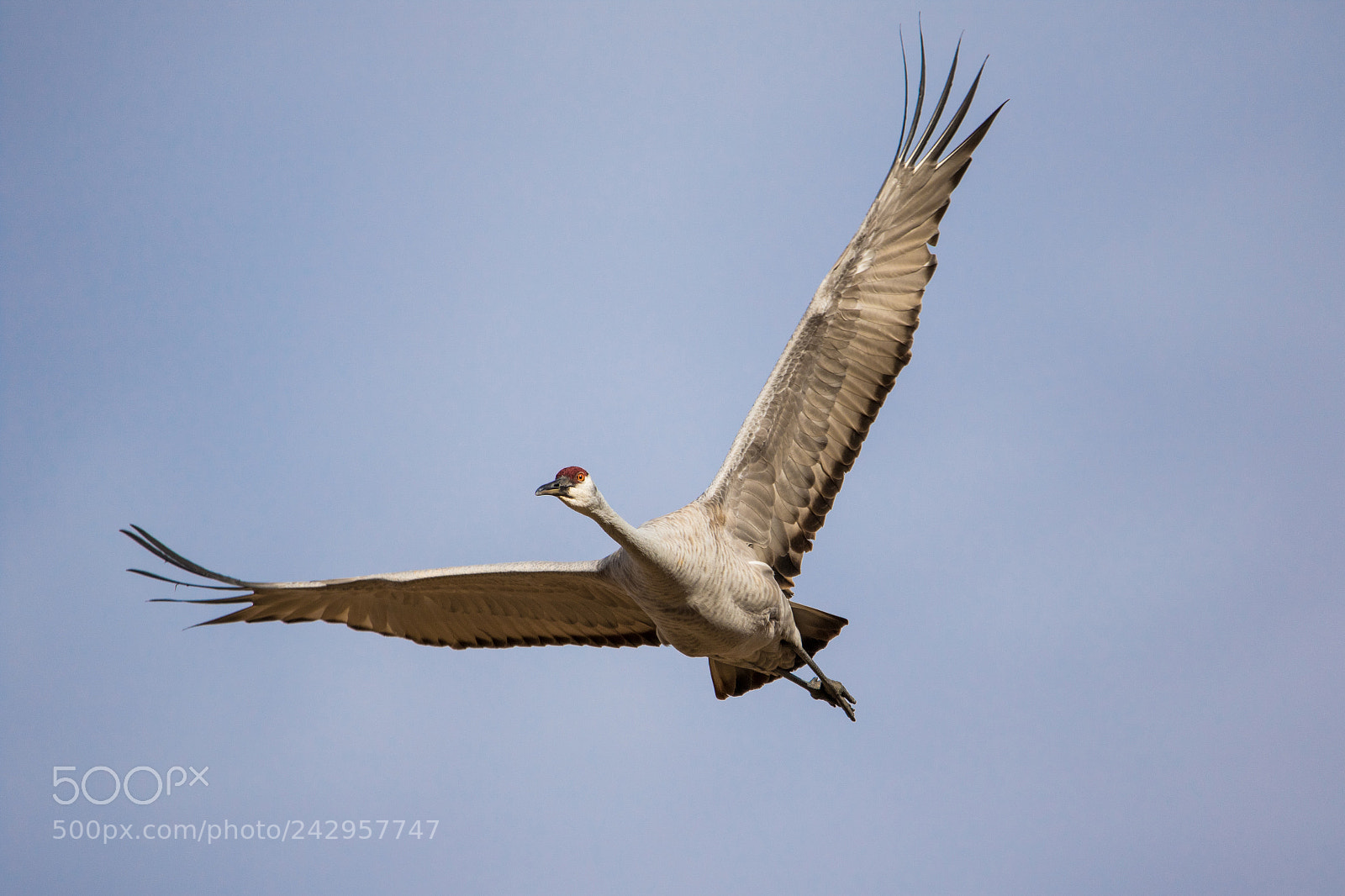 Canon EOS 7D Mark II sample photo. Sandhill crane photography