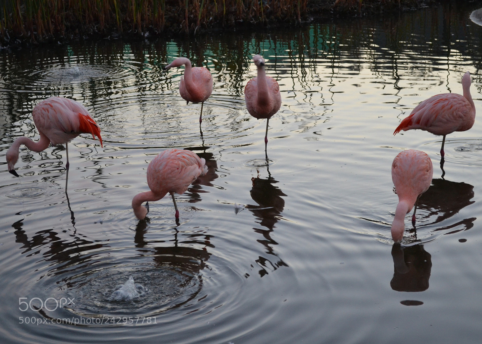 Nikon D3100 sample photo. Flamingo photography