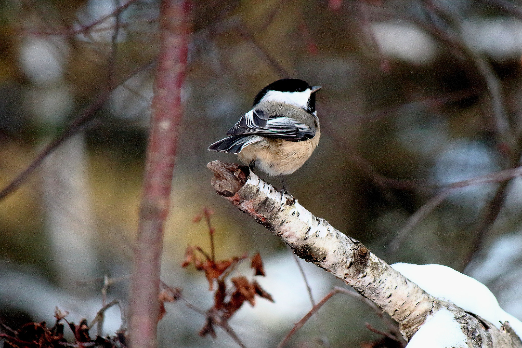 Canon EF-S 55-250mm F4-5.6 IS II sample photo. The pose photography