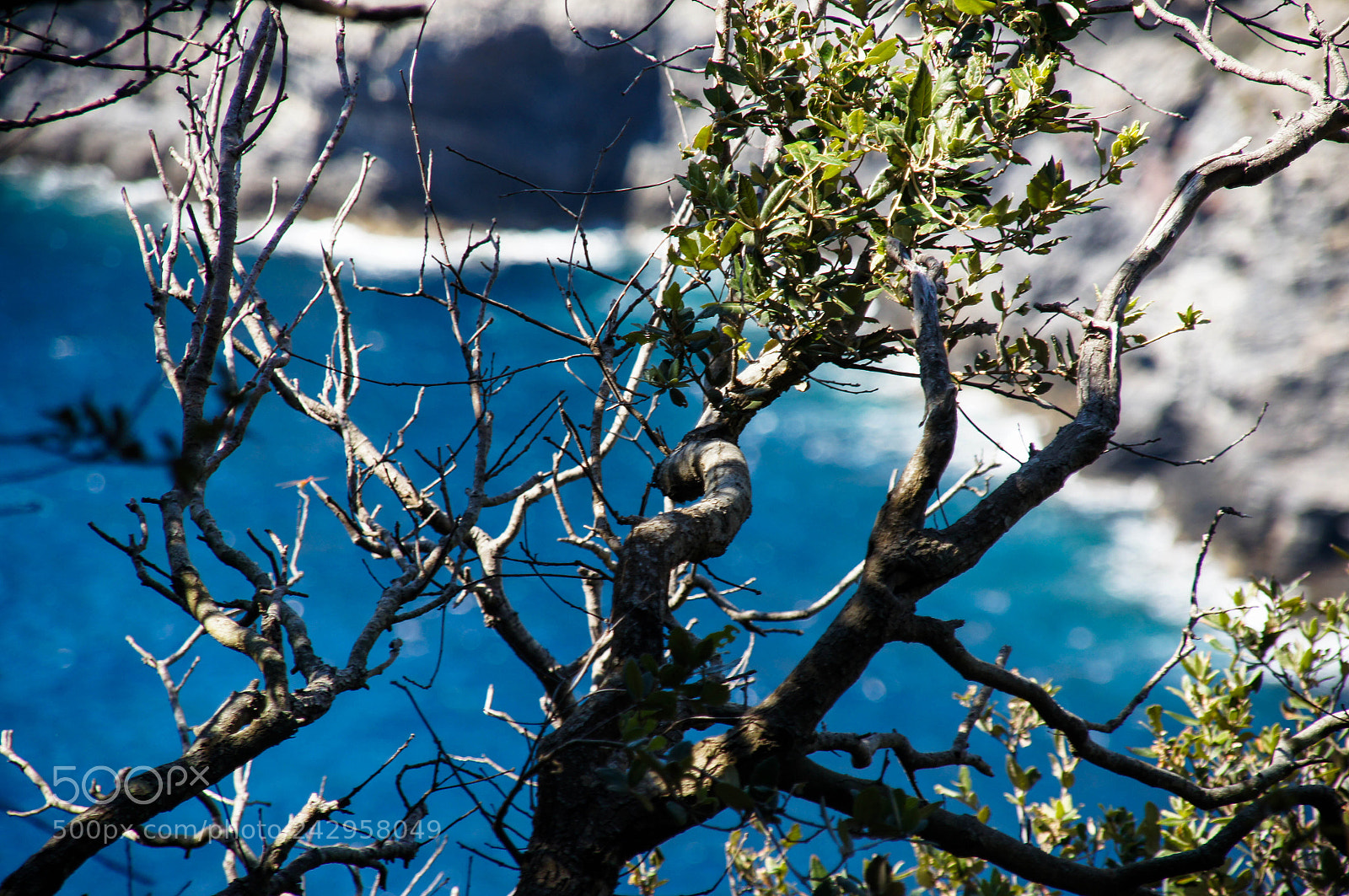Sony SLT-A55 (SLT-A55V) sample photo. France, cassis photography