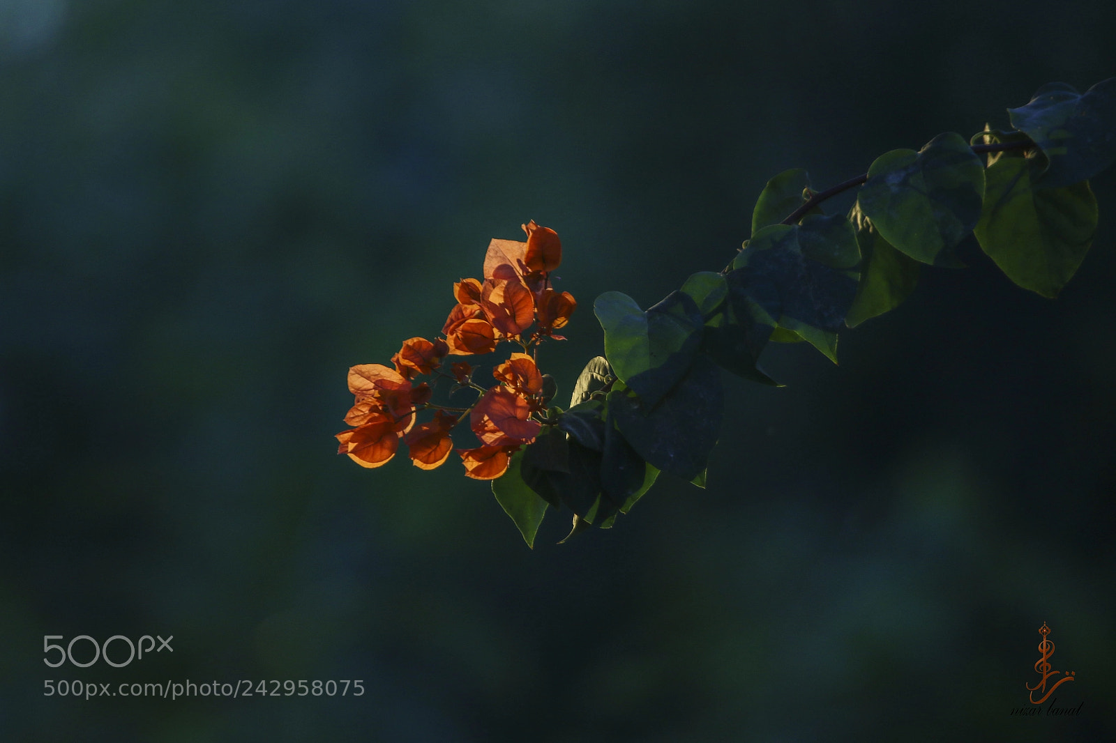 Canon EOS 7D Mark II sample photo. Art of light photography
