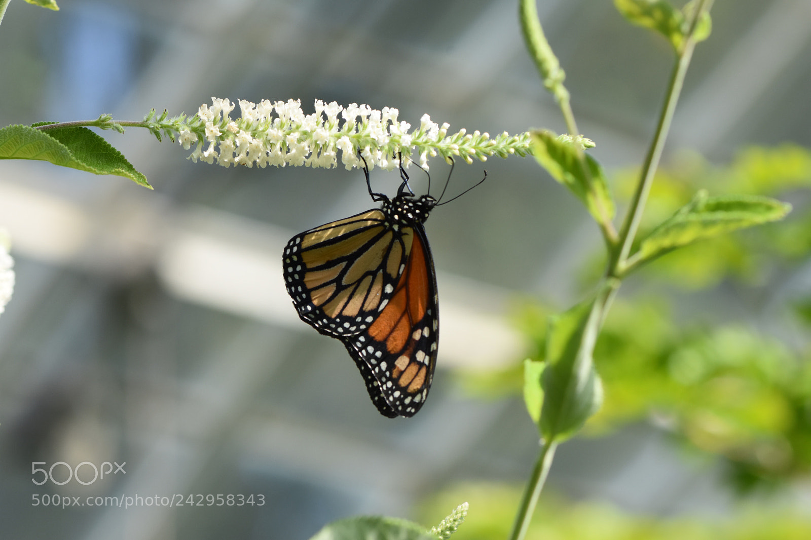 Nikon D7200 sample photo. Beauty in motion photography