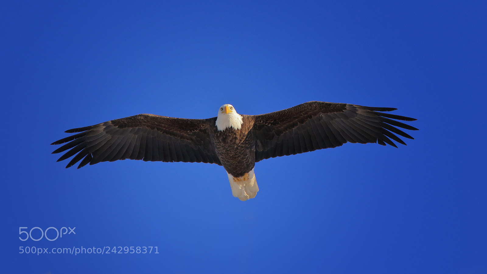 Canon EOS 7D Mark II sample photo. Eye to eye photography