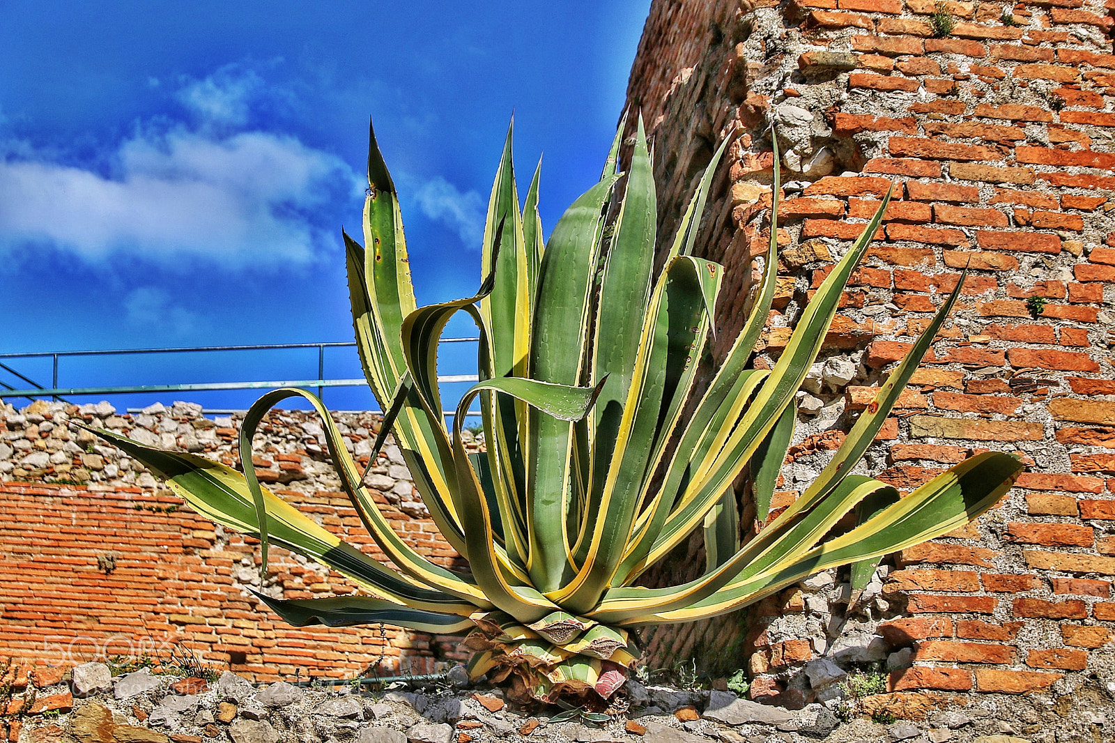 Canon EOS 7D Mark II sample photo. Agave over the wall photography