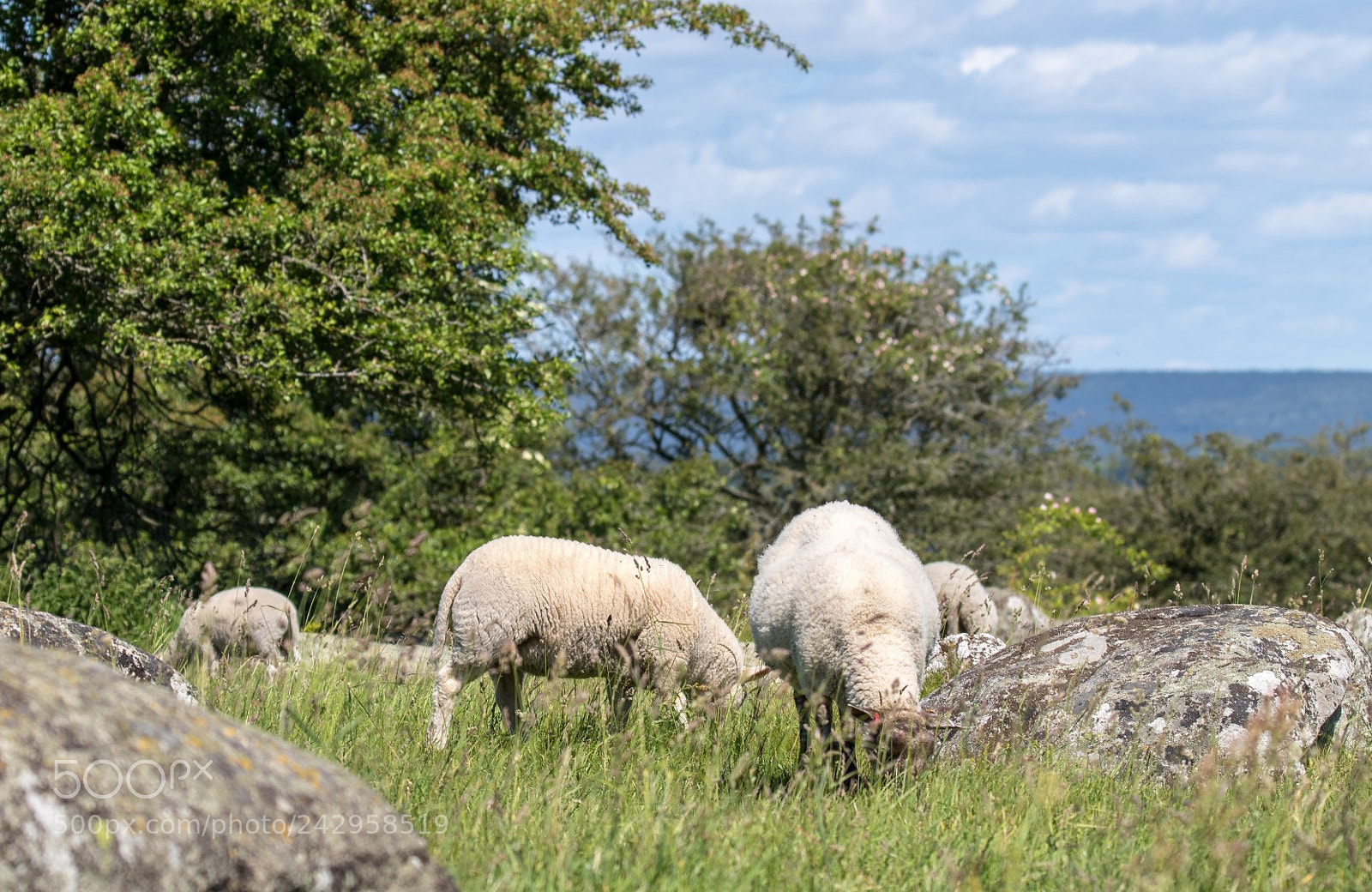 Canon EOS 7D Mark II sample photo. Sheep with a view photography