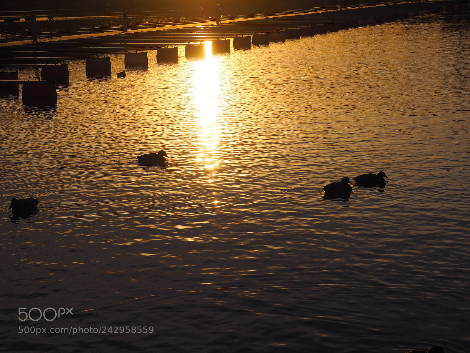 Olympus OM-D E-M10 II sample photo. Ducks photography