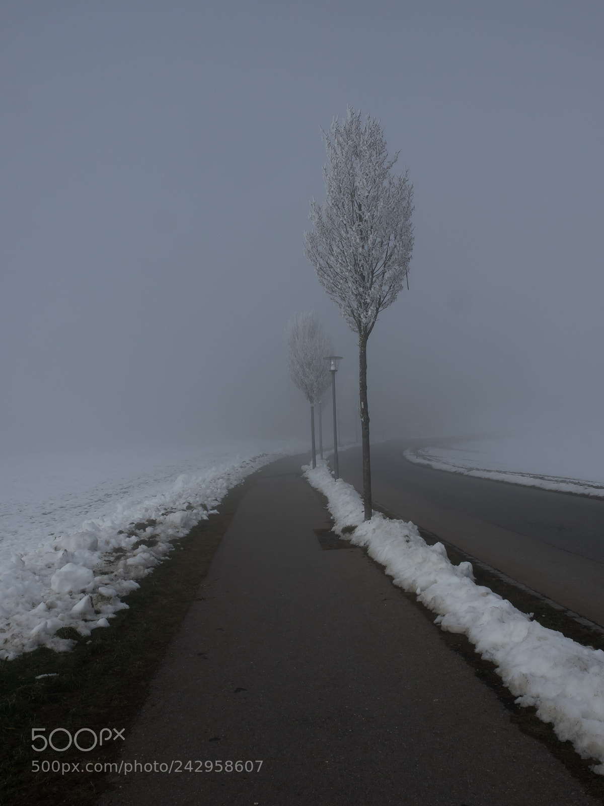 Olympus OM-D E-M1 sample photo. Fog photography