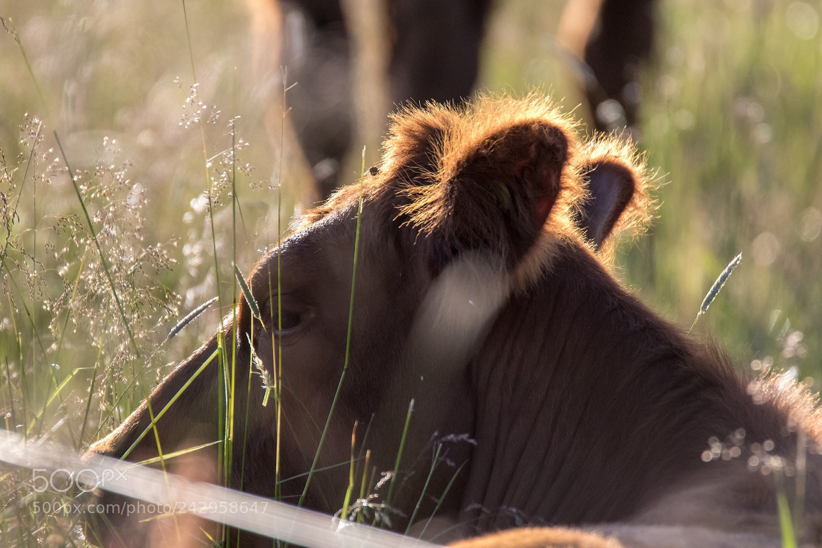 Canon EOS 7D Mark II sample photo. Cute cow photography