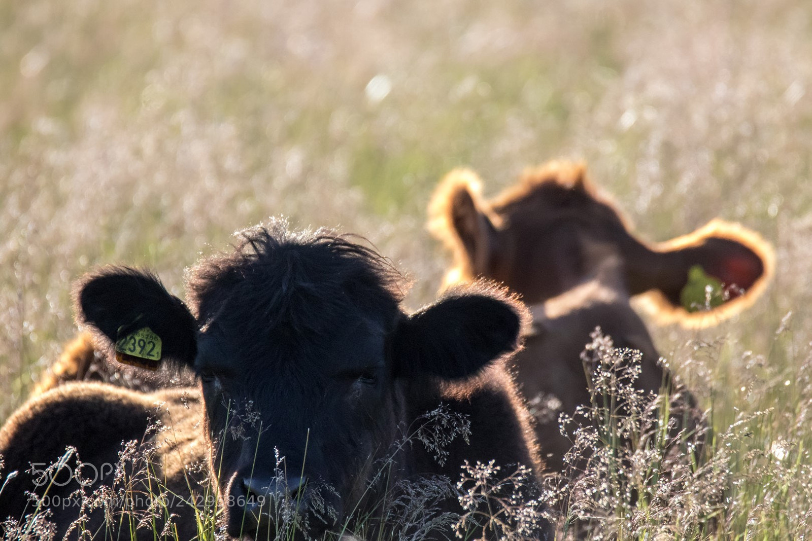 Canon EOS 7D Mark II sample photo. Cute cows photography