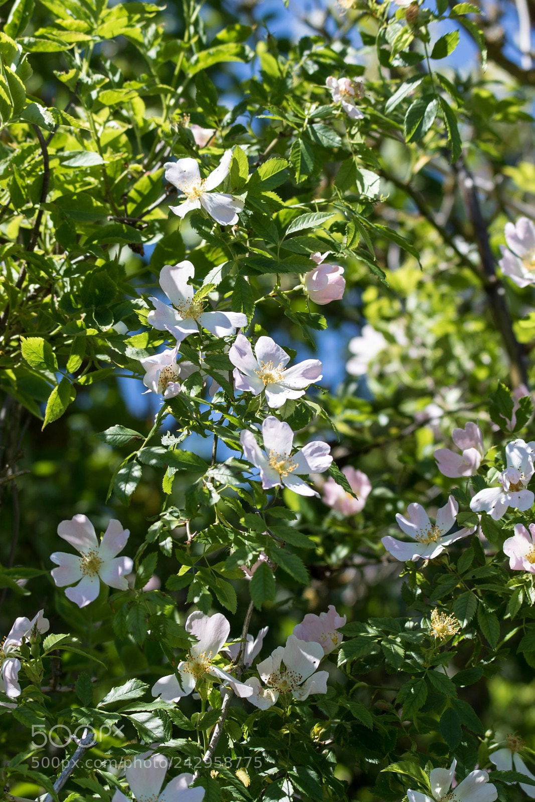 Canon EOS 7D Mark II sample photo. Wild roses photography