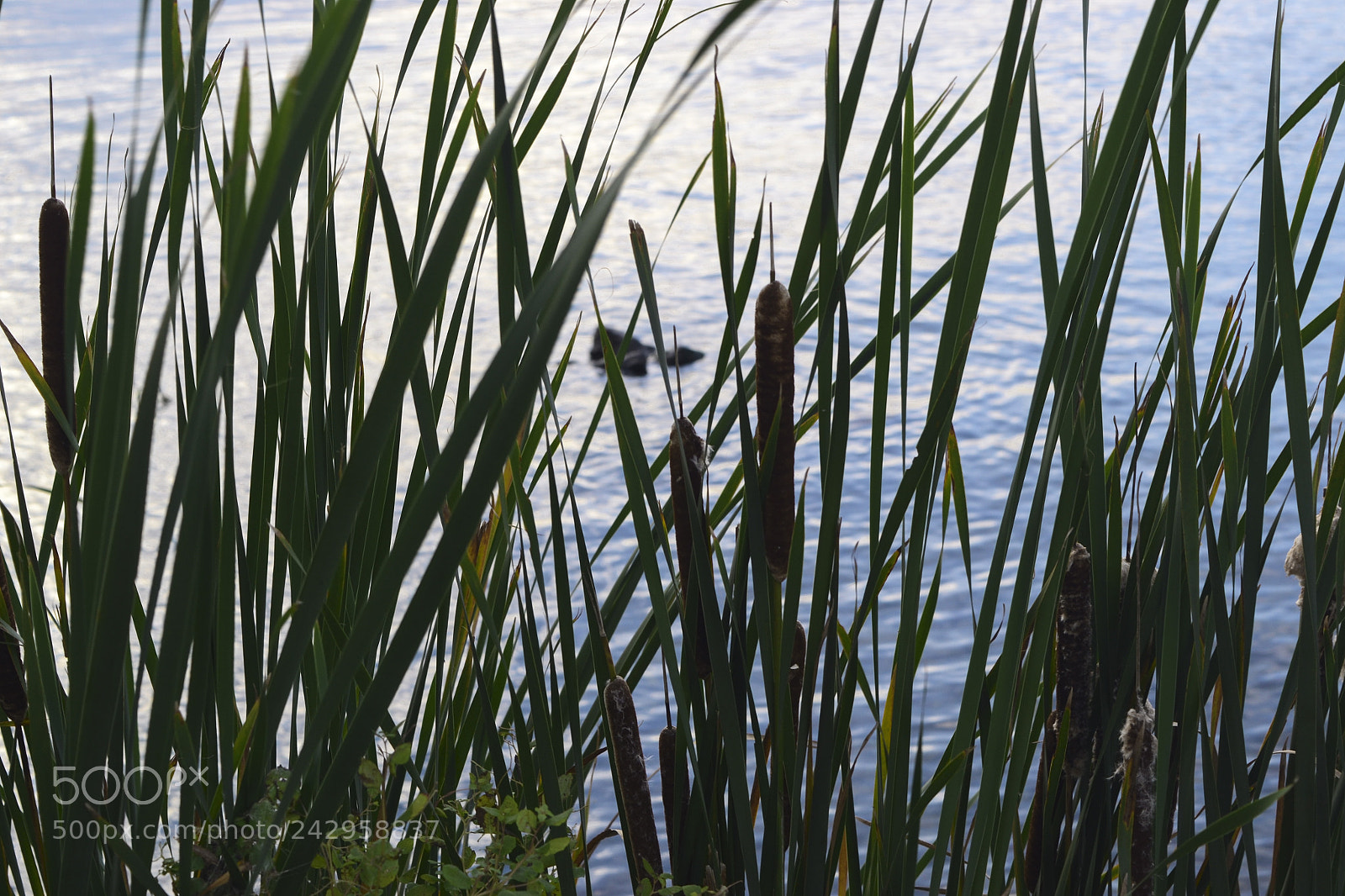 Nikon D3100 sample photo. My choice shallow depth photography
