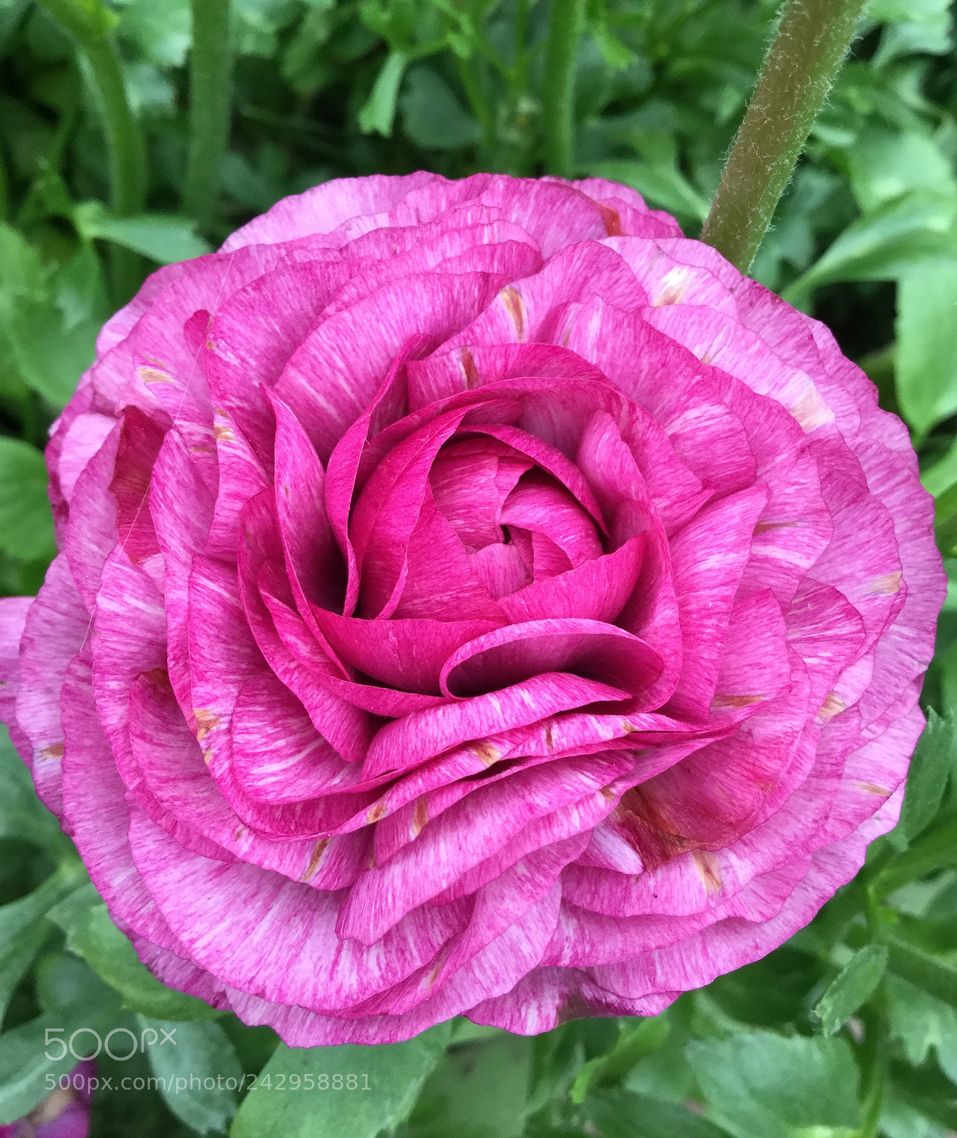 Apple iPod touch sample photo. Pink ranunuclus photography