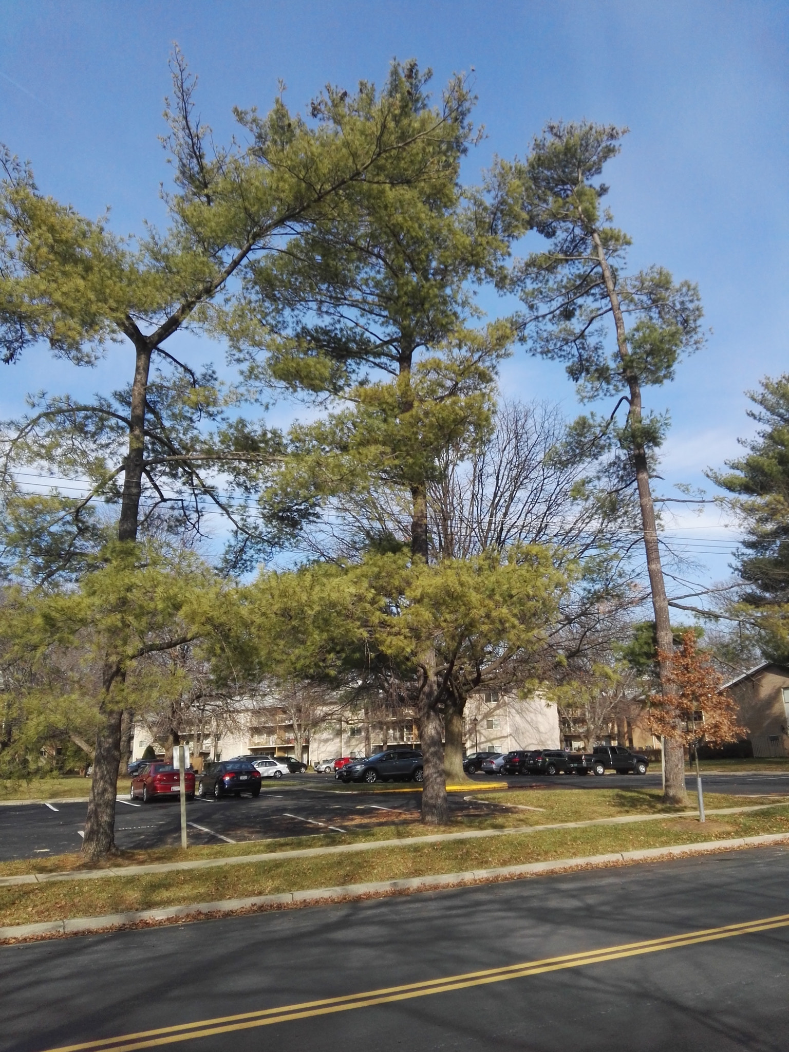 HUAWEI DAV sample photo