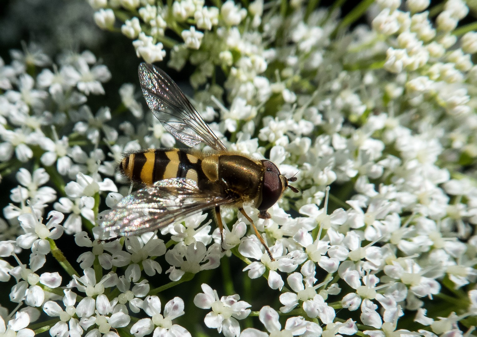 Panasonic Lumix DMC-ZS60 (Lumix DMC-TZ80) sample photo. Hoverfly on elder photography