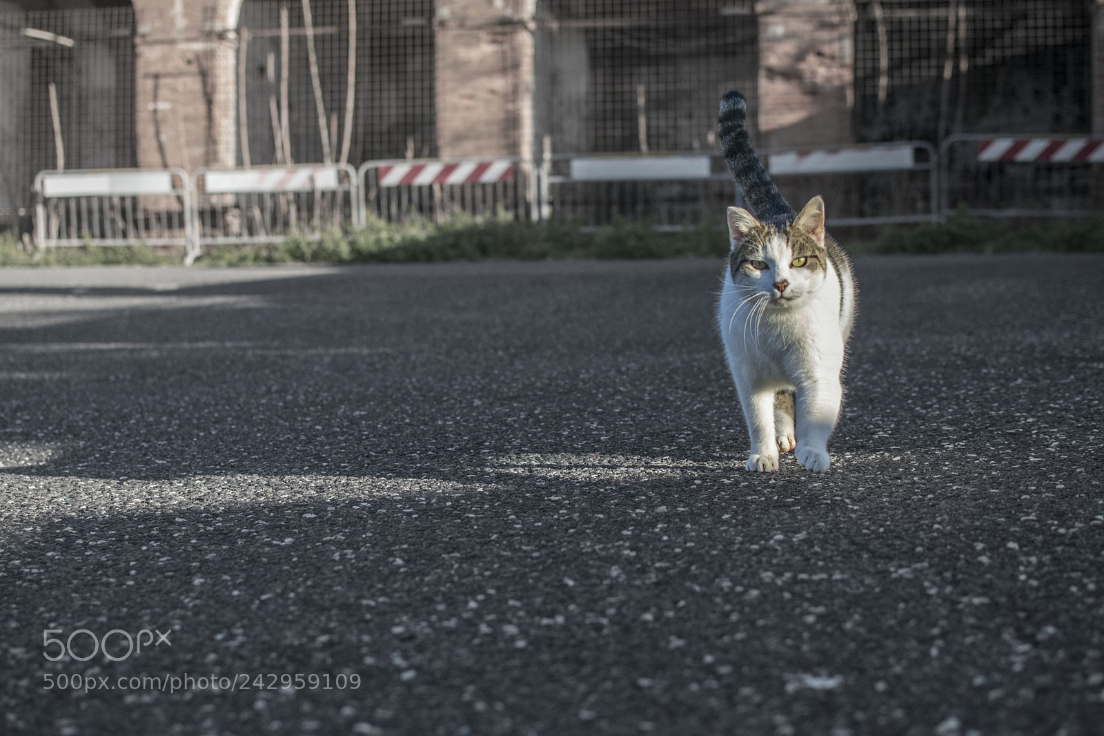 Nikon D3400 sample photo. Colonia felina di piombino photography