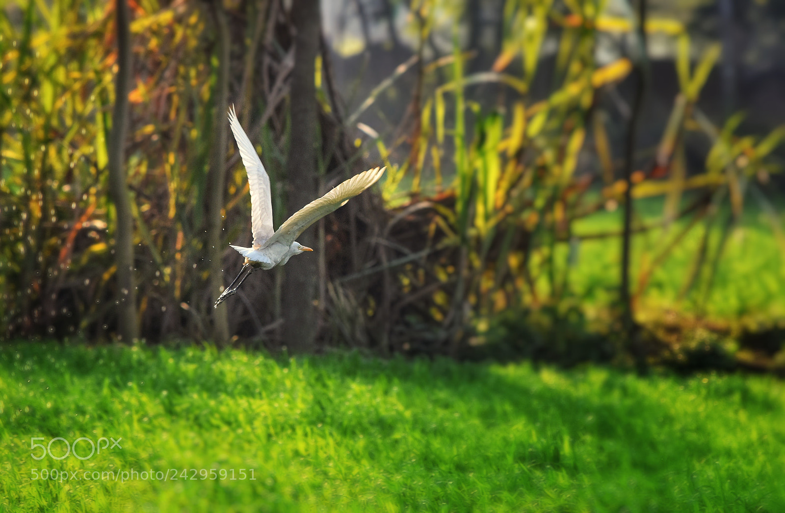Nikon D5500 sample photo. Heron photography