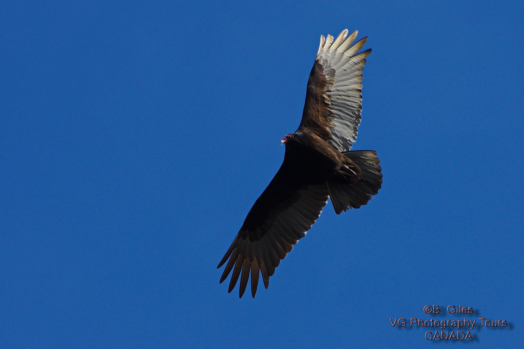 Pentax smc DA* 60-250mm F4.0 ED (IF) SDM sample photo. Soaring photography