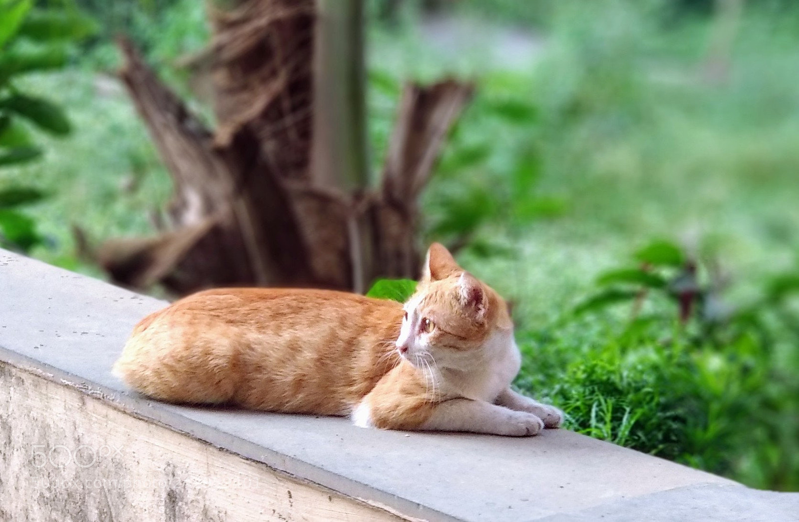 Xiaomi Mi A1 sample photo. Untitled photography