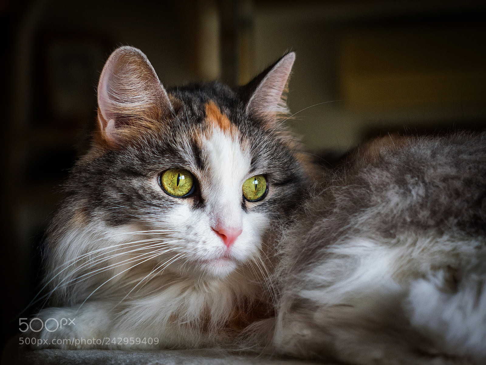 Olympus PEN-F sample photo. Suri - a siberian photography
