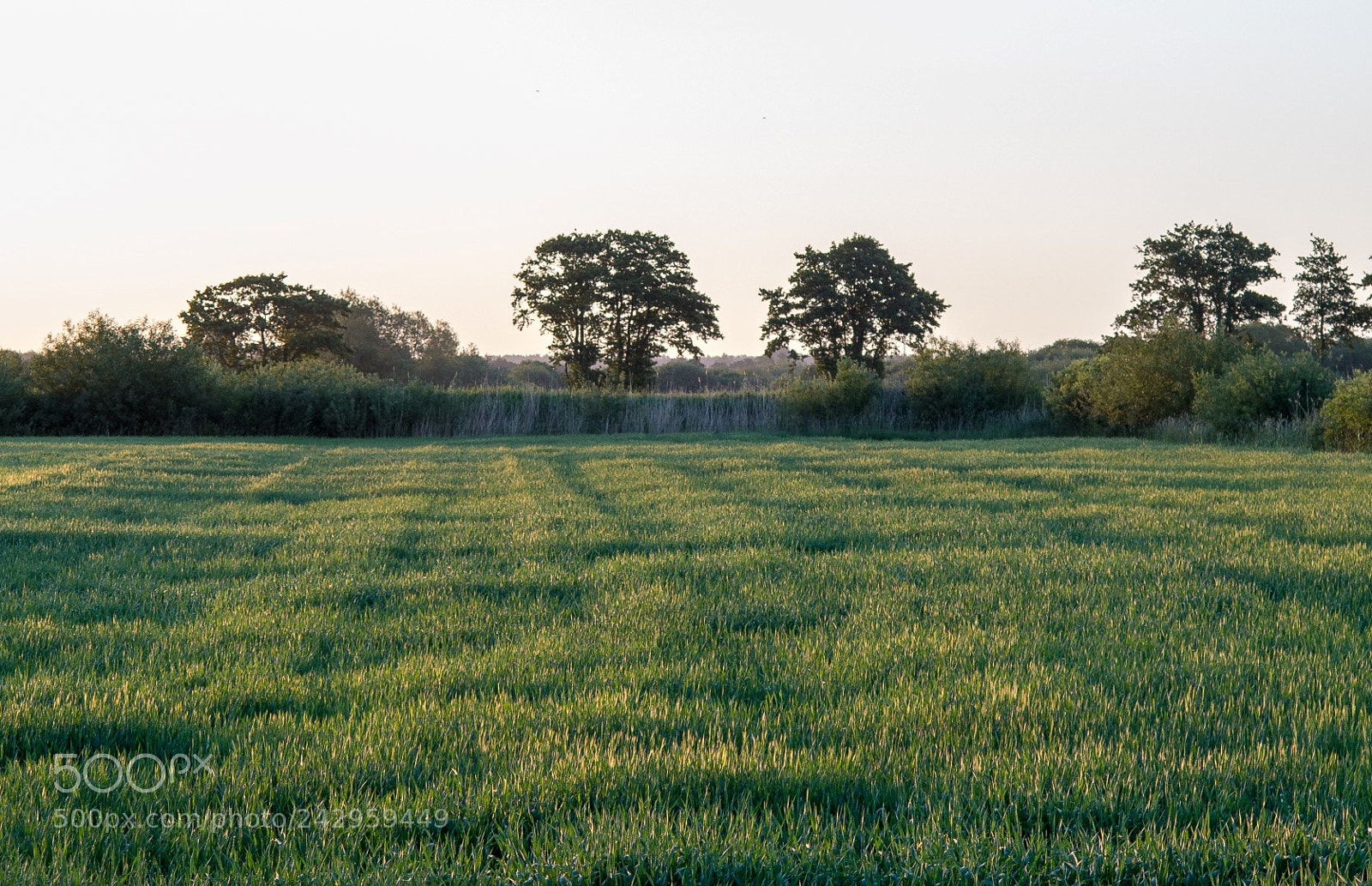 Canon PowerShot G1 X sample photo. Morning sunrays over wheat photography