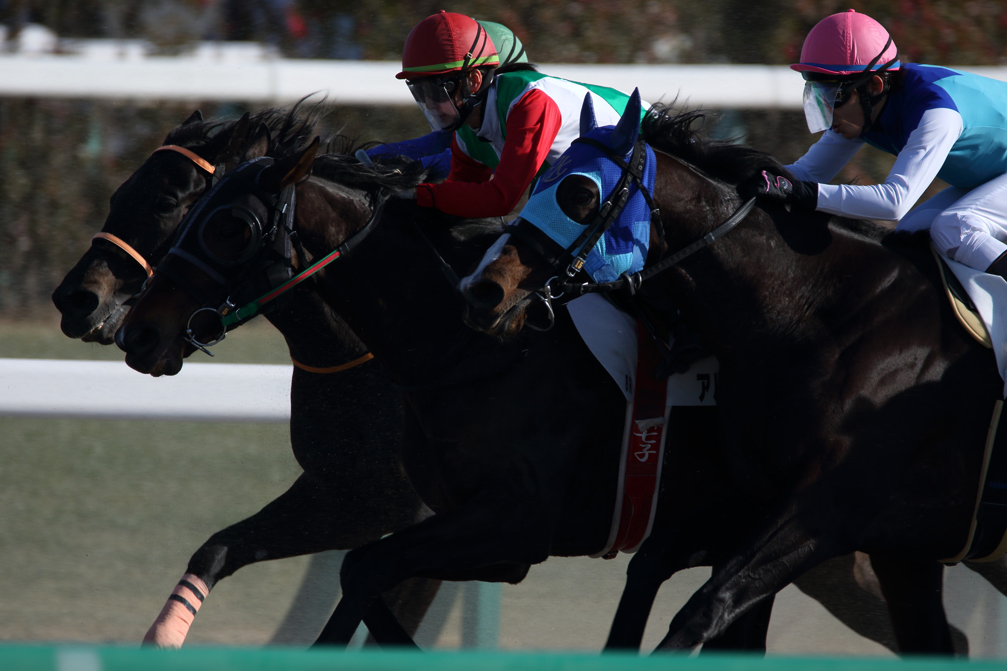 Sigma 150-600mm F5-6.3 DG OS HSM | C sample photo. Horse race photography