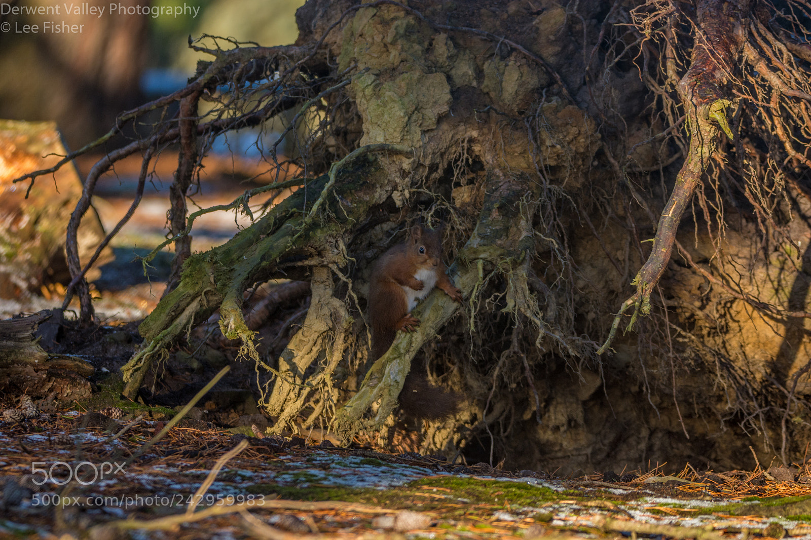 Nikon D7200 sample photo. Nothing to see here photography