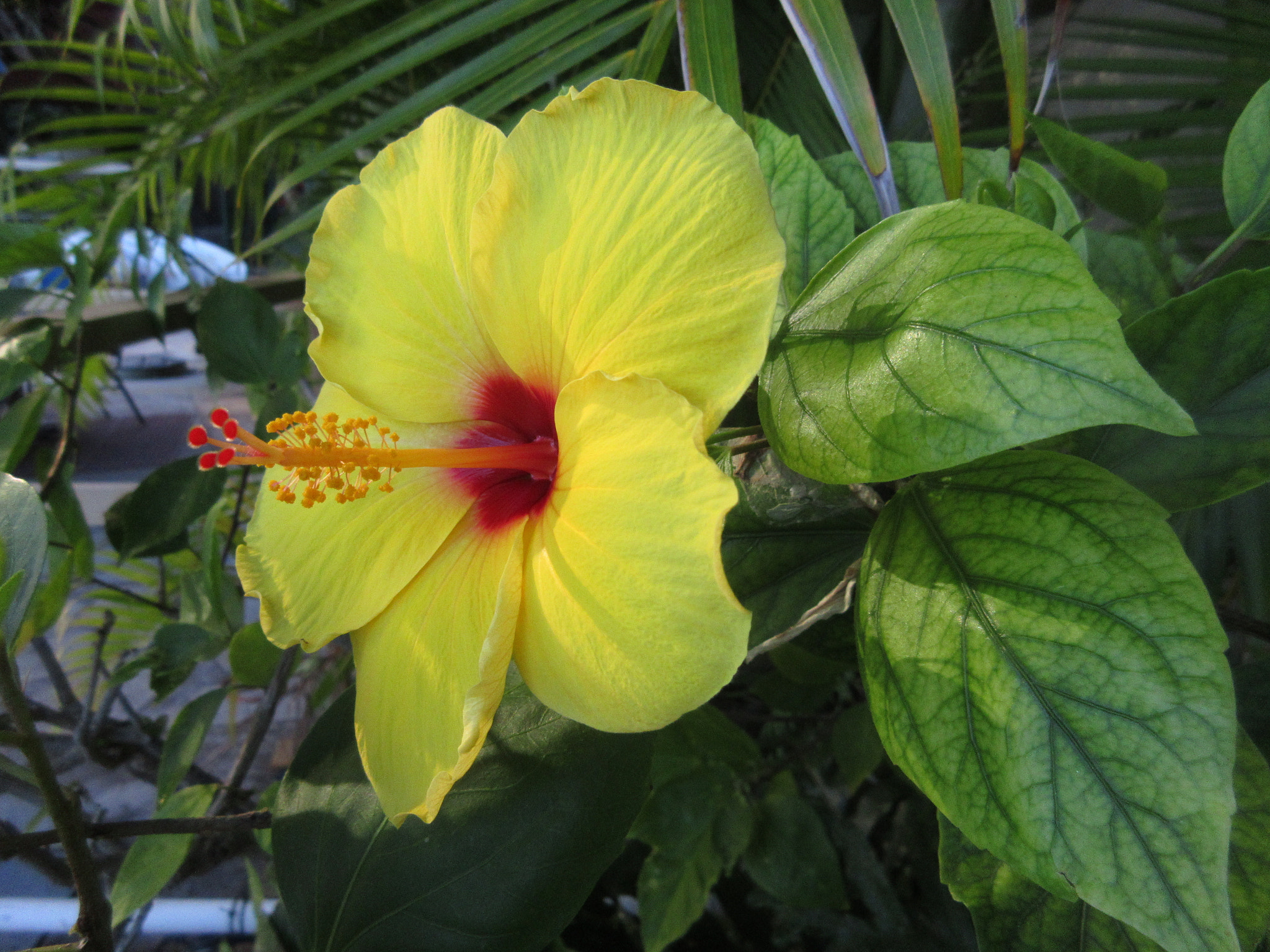 Canon PowerShot ELPH 350 HS (IXUS 275 HS / IXY 640) sample photo. In hawaii ! photography