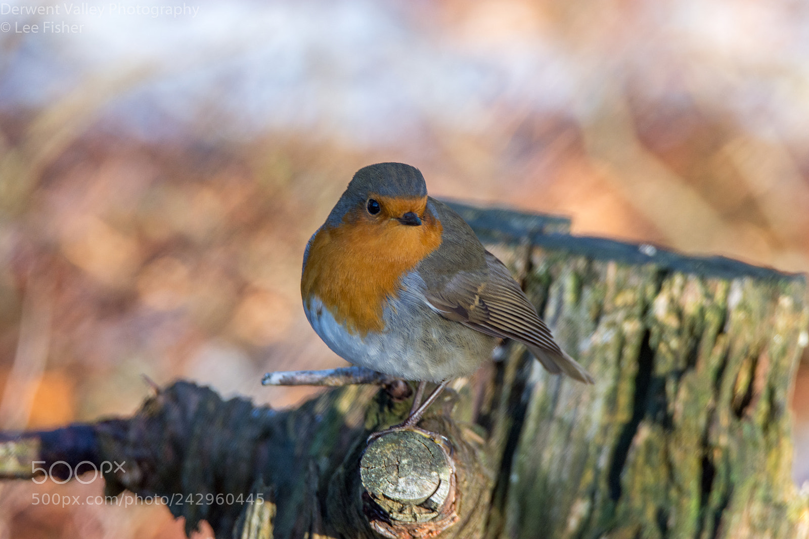 Nikon D7200 sample photo. Christmas card photography