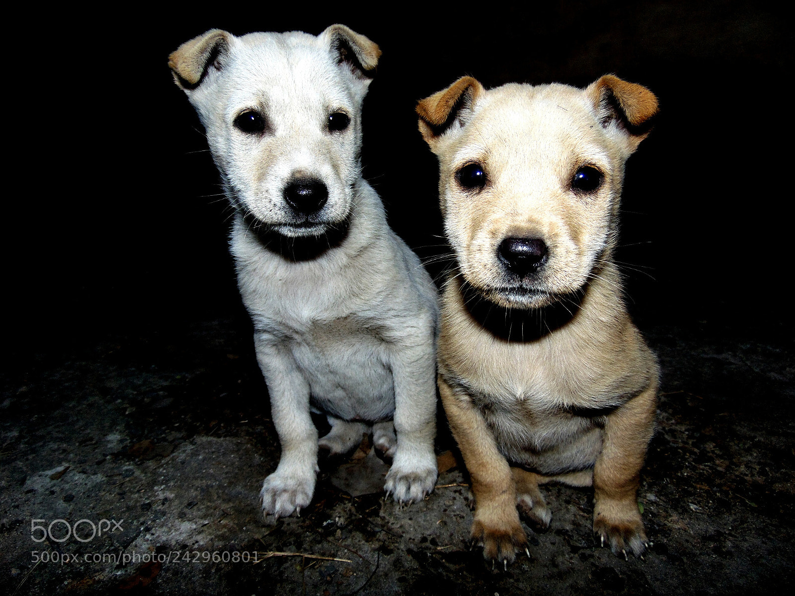 Sony Cyber-shot DSC-H300 sample photo. Cuteness overloaded photography