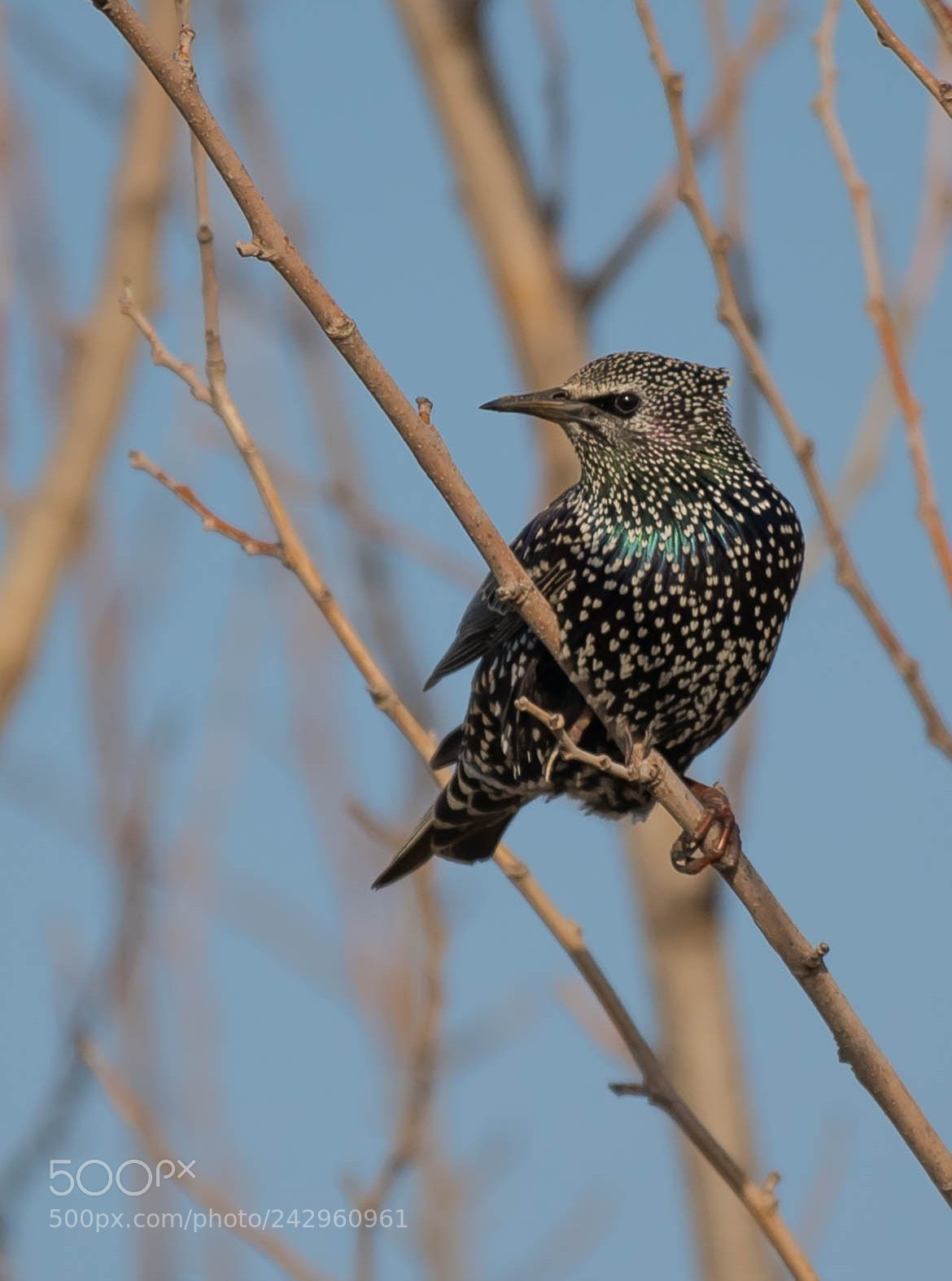 Nikon D5 sample photo. Starling photography