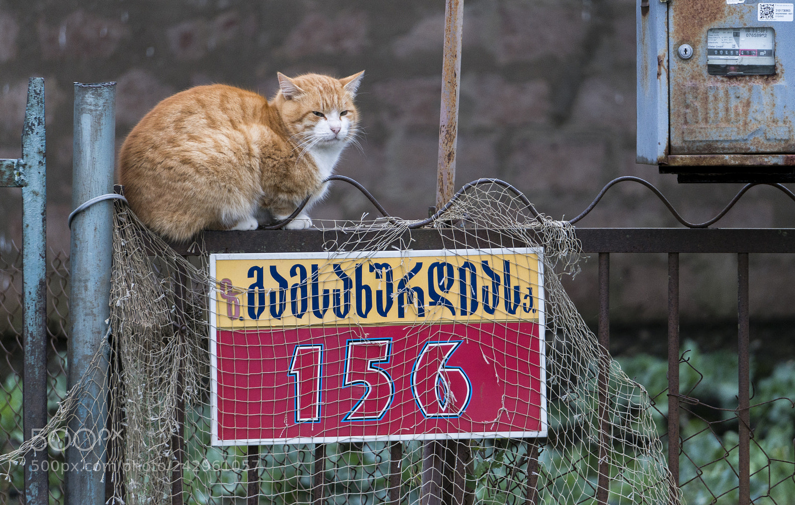 Sony a6300 sample photo. Cat is the love.. photography