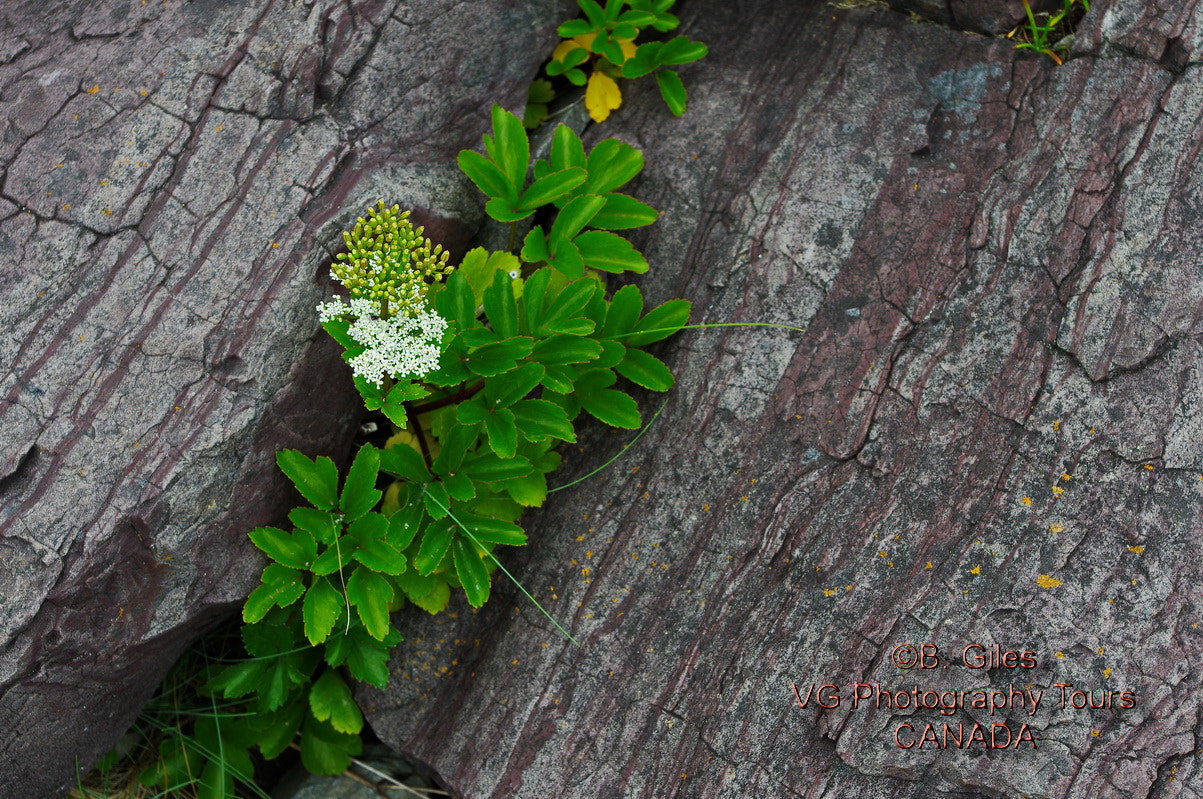 Pentax smc DA 18-55mm F3.5-5.6 AL WR sample photo. Rocky garden photography