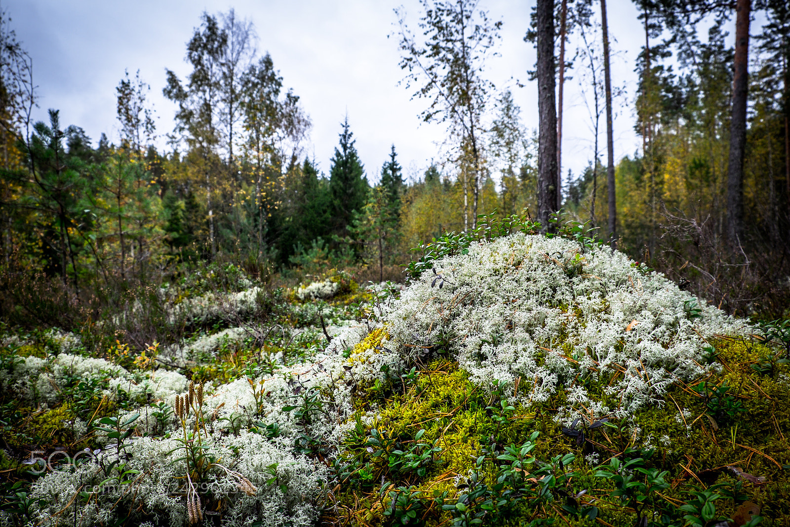 Fujifilm X-T1 sample photo. Forest photography