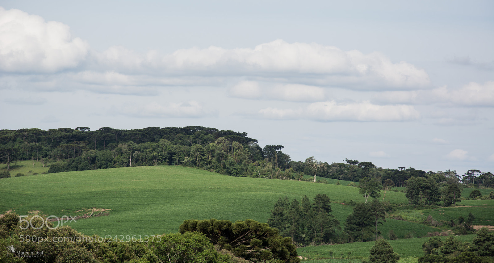 Nikon D7100 sample photo. Fragments of nature - 3 photography