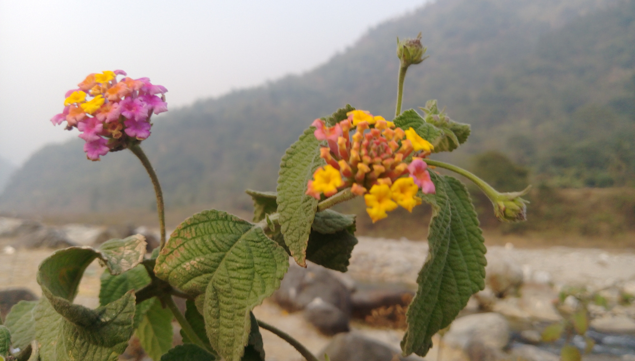 HTC DESIRE 828 DUAL SIM sample photo. Lantana photography