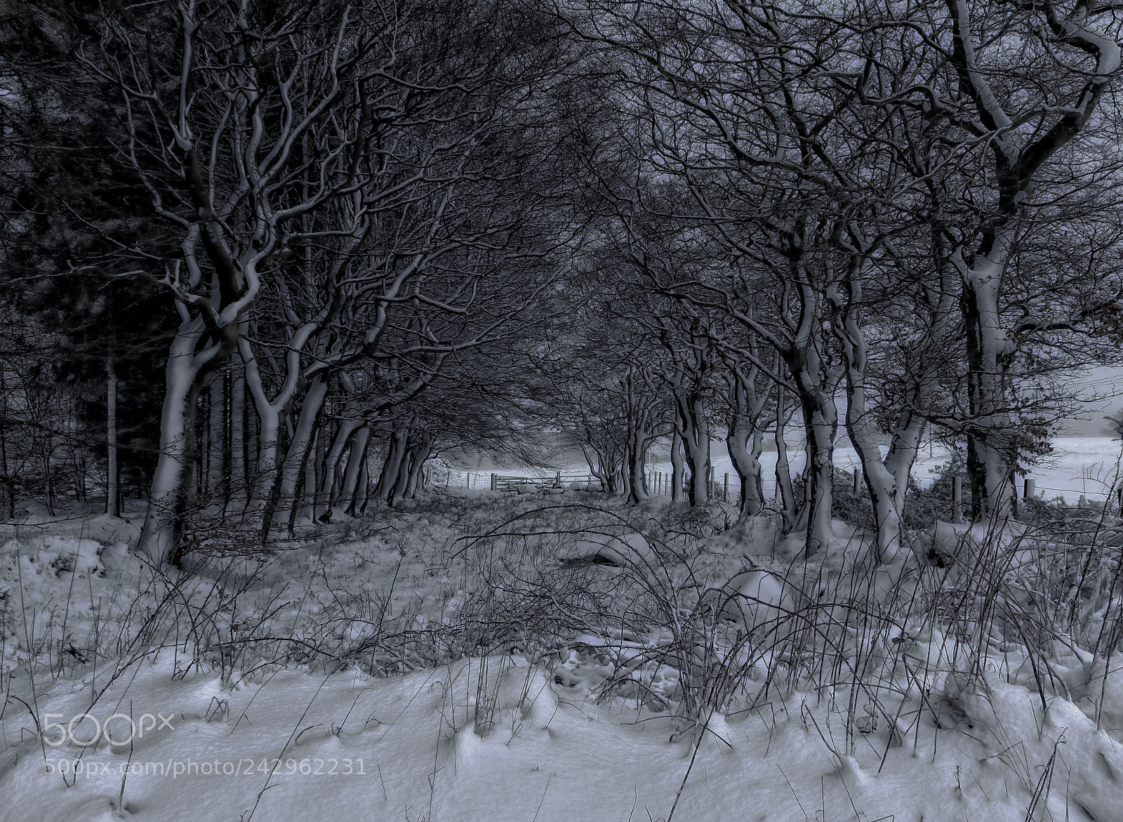 Canon EOS 800D (EOS Rebel T7i / EOS Kiss X9i) sample photo. Winter mono photography