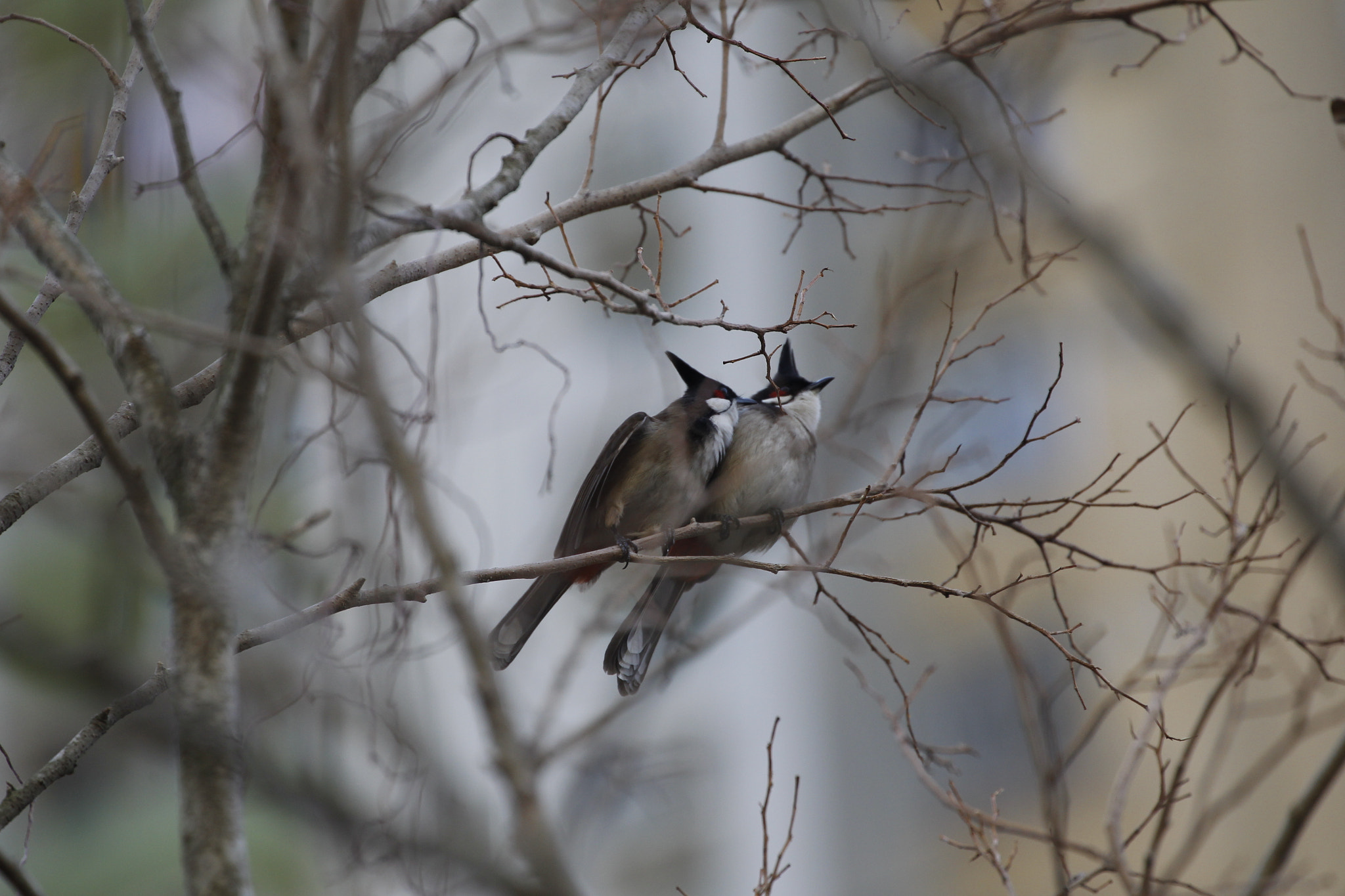 Canon EF 70-300mm F4-5.6L IS USM sample photo