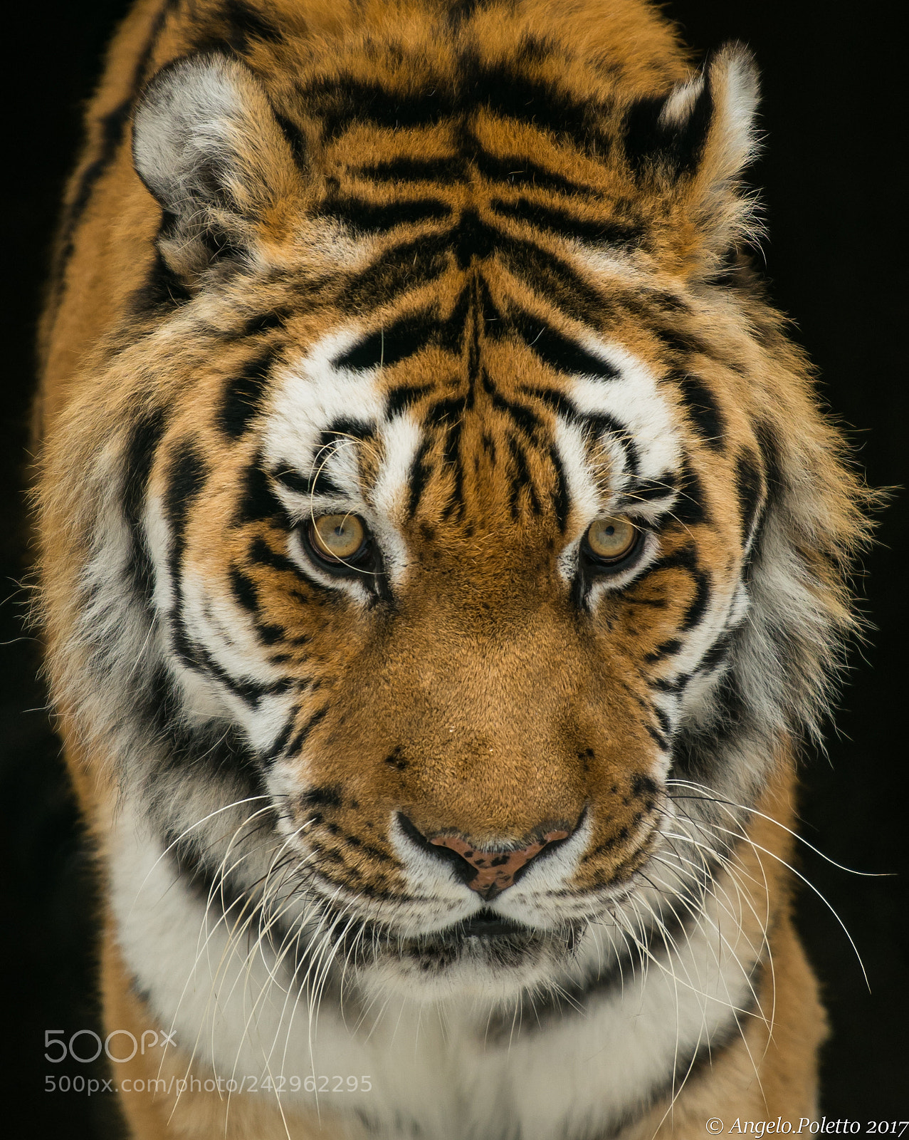 Nikon D500 sample photo. The wildcat photography