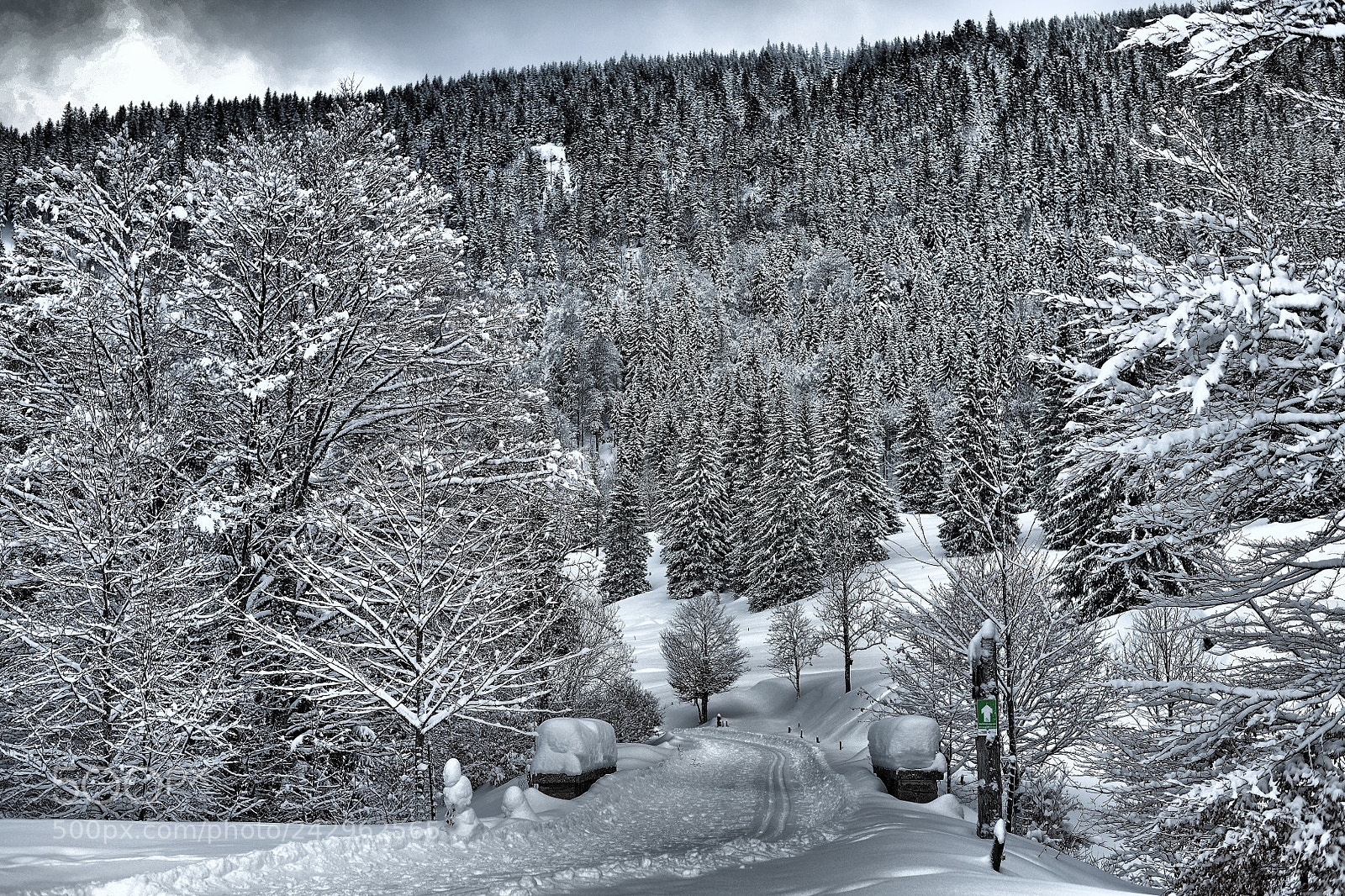 Nikon D850 sample photo. Winter dreams viii photography