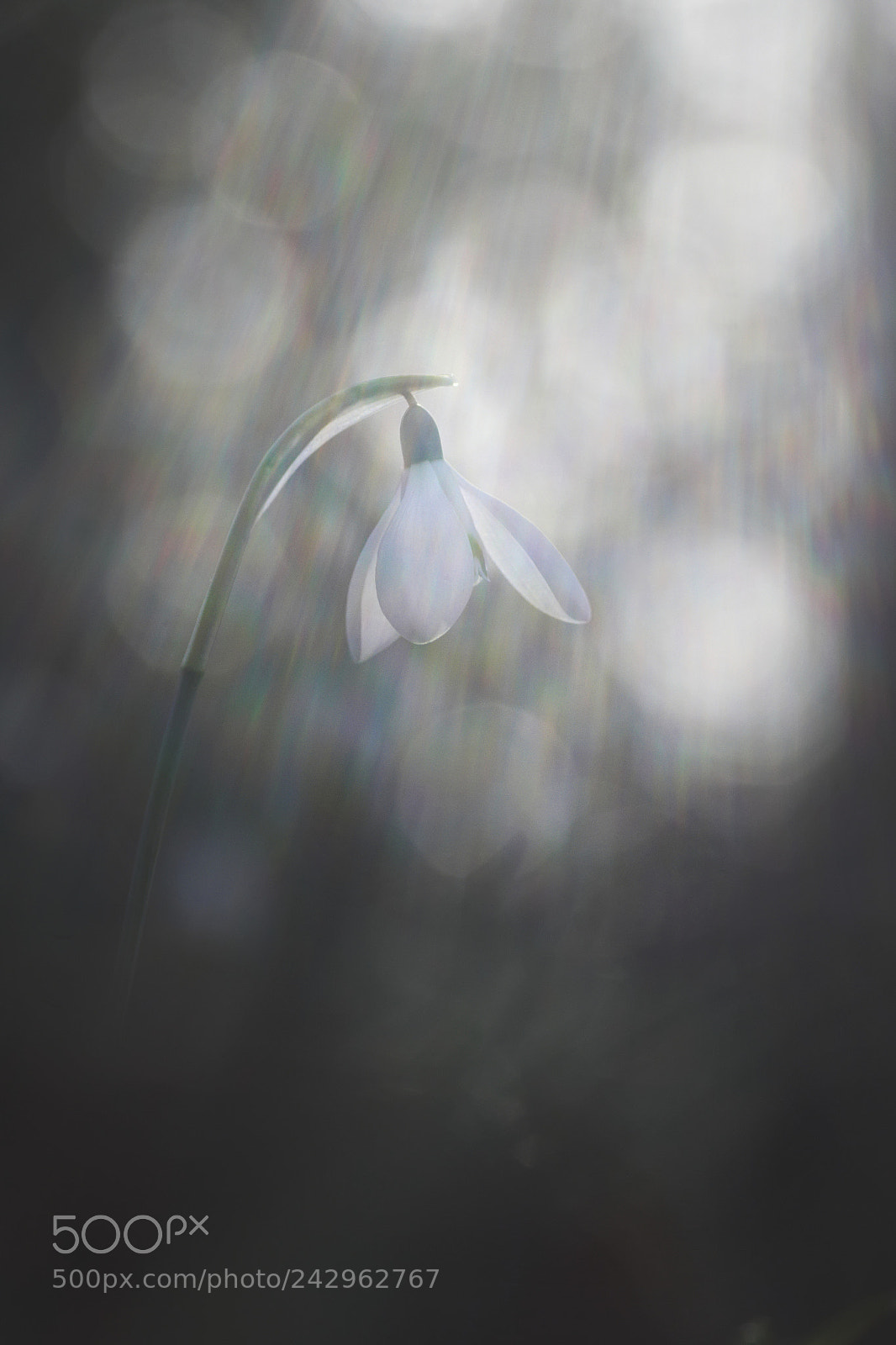 Pentax K-5 sample photo. Sun flare photography