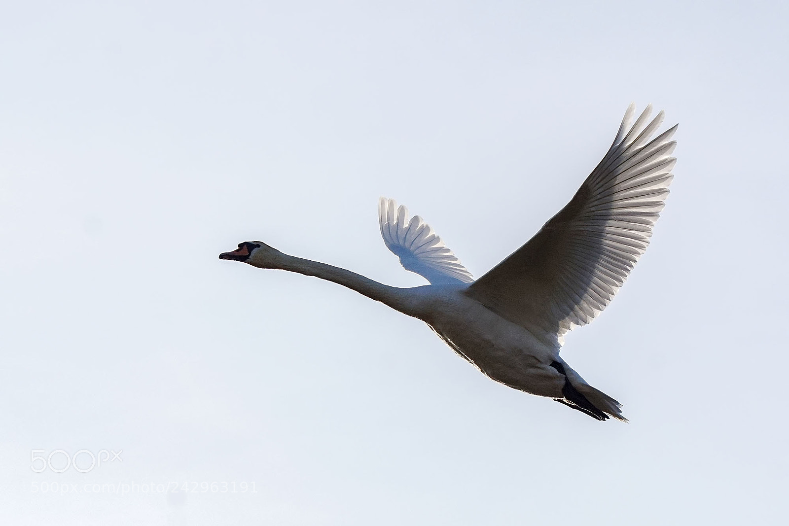 Sony ILCA-77M2 sample photo. Flying mute swan photography