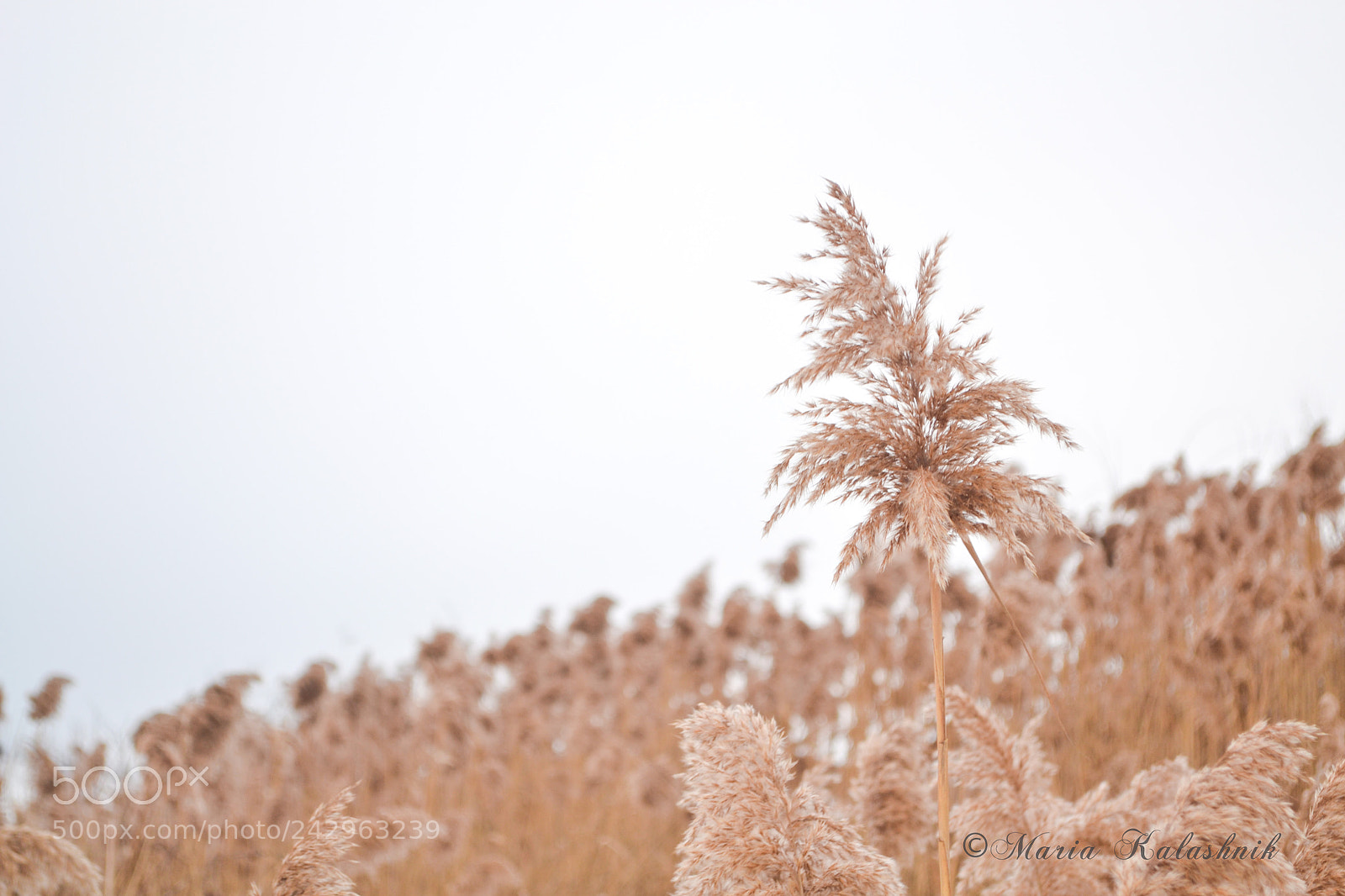 Nikon D3100 sample photo. Field photography