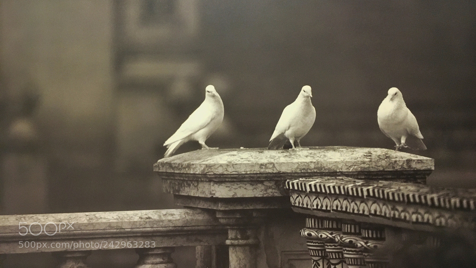 Apple iPhone 6s sample photo. Untitled photography
