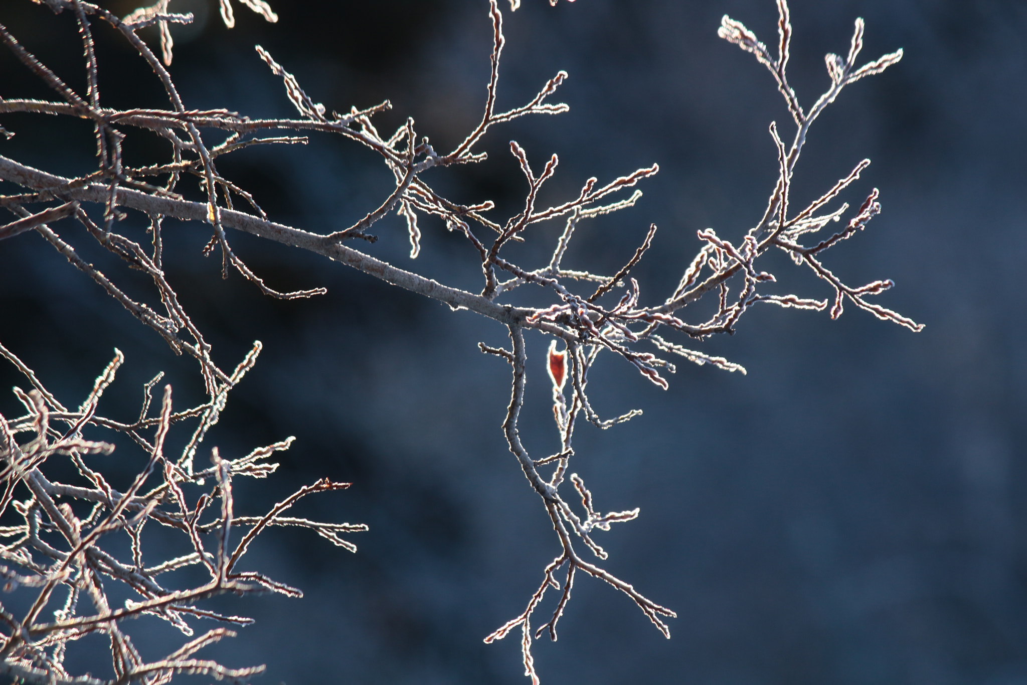 Canon EF-S 55-250mm F4-5.6 IS II sample photo. Morning glow photography