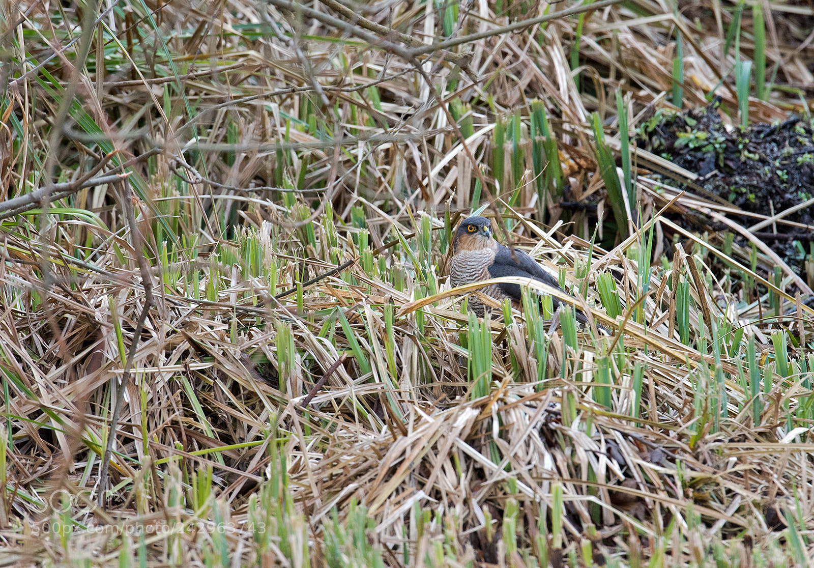 Nikon D500 sample photo. Sparrowhawk (accipiter nisus) photography