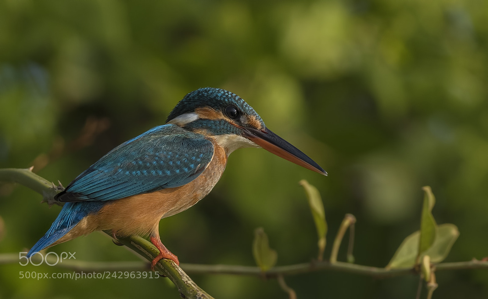 Nikon D500 sample photo. Common kingfisher photography